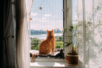 A contented cat is sitting on a window with a safety net.