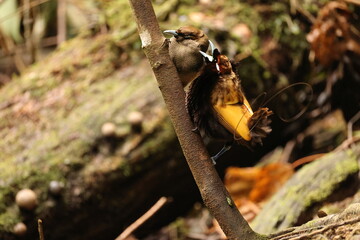 The magnificent bird-of-paradise (Diphyllodes magnificus) is a species of bird-of-paradise. This photo was taken in Arfak mountain, Indonesia.