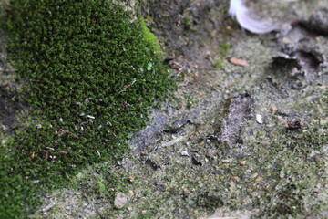 Syrrhopodon incompletus plant on wall