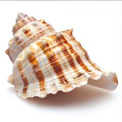 Seashell on Transparent Background isolated 