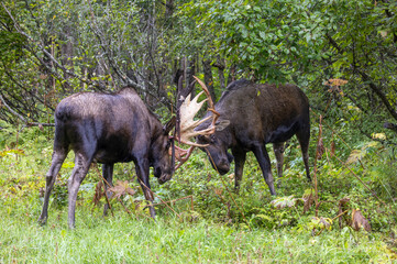 Alaska Yukon Bull Moose Fighting in Autumn in Alaska
