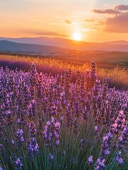 Obraz premium Lavender Field Sunset Landscape