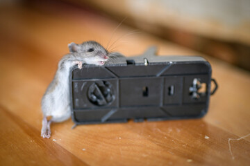 Dead mouse on floor trap in an apartment house