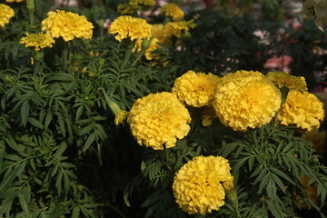 marigold flower on farm for sell
