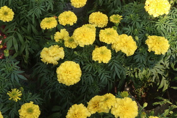 marigold flower on farm for sell