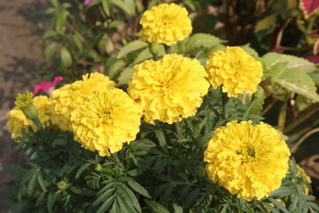 marigold flower on farm for sell