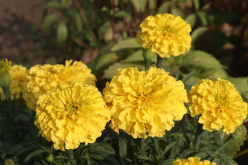 marigold flower on farm for sell
