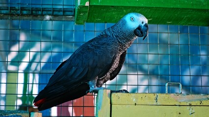 Gray african parrot sits in aviary of zoo. Close-up side view