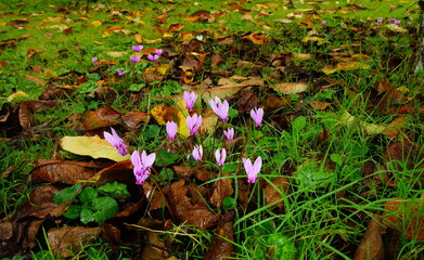  cyclamen pourpre