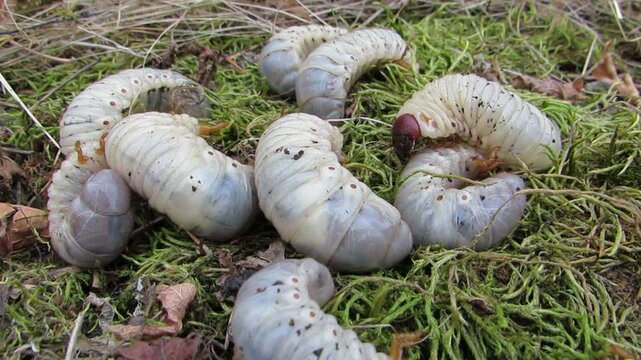 Thick and white larvae of the stag beetle are buried under the moss of many larvae
