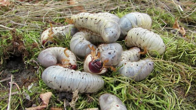  White stag beetle larvae burrow under the moss, many larvae