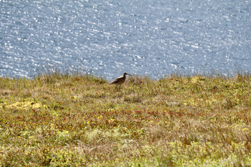 common whimbrel on the grassy tundra with the ocean shimmering in the background