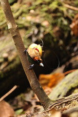 The magnificent bird-of-paradise (Diphyllodes magnificus) is a species of bird-of-paradise. This photo was taken in Arfak mountain, Indonesia.