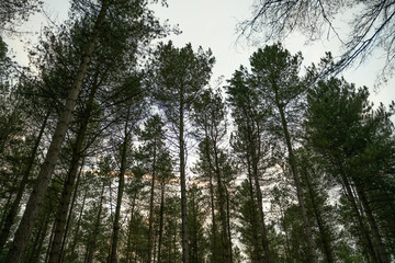 Obraz premium Trees in the woods