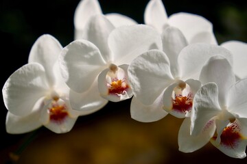 White Orchid