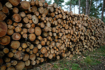 Pile of Cut Logs in a Forest: Stacked Timber Showing Sustainable Logging in a Wooded Area