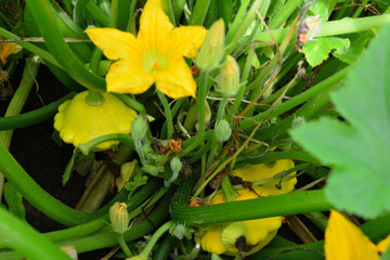 a close up of a bunch of yellow flowers of the pattypan squash 