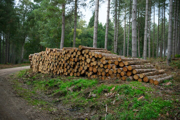 Neatly Stacked Logs in a Wood After Tree Cutting: Timber Ready for Processing in a Scenic Forest Setting