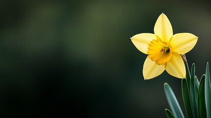 Fototapeta premium A yellow daffodil flower with green leaves in sharp focus, against a softly blurred green background