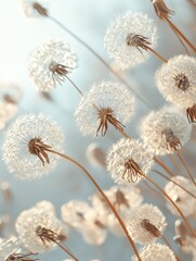 Fototapeta premium Delicate Dandelion Seeds in Sunlight Macro Photography