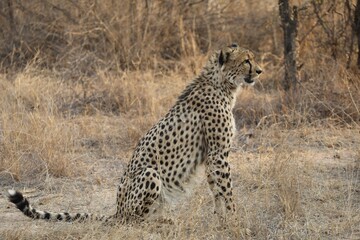 Guépard dans le parc Kruger - Afrique du Sud