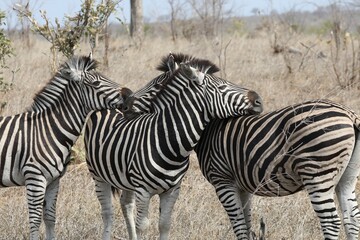 Le zèbre de montagne du Cap - Afrique du Sud
