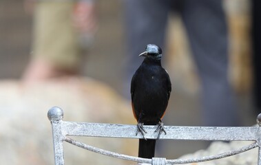 Oiseau noir d'Afrique du Sud 