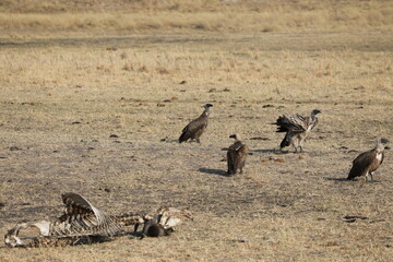 Des vautours autour d'une carcasse - Zimbabwe 