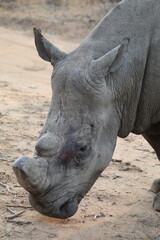 Obraz premium Rhinocéros - Afrique du Sud