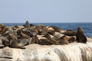 Phoques à fourrure du Cap - Cape Town © Manon
