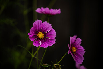 Obraz premium Graceful cosmos flowers with pink petals on dark natural background. chamomile. Cosmos. decorative garden plants