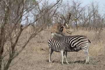 Un bébé zèbre tète sa mère - Afrique du Sud