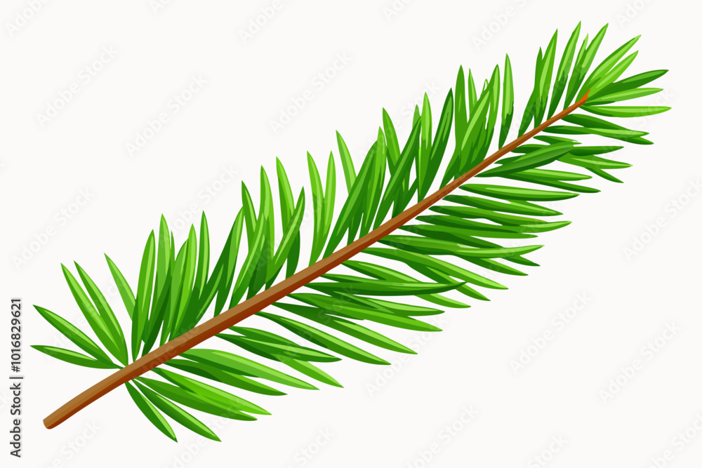 Wall mural Green Christmas tree branch on a white background