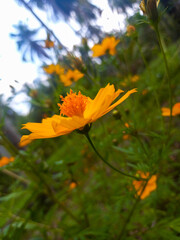 One of the beautiful flowers named cosmos flower. It is beautiful, soft, and colorful flowers and long and slender stems
