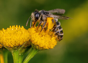 honey bee (apis mellifera) anatomical structure macro. A bee on a flower with formed pollen on its legs. A bee at work on a yellow flower.
