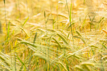 Golden ears of barley growing in field of cereal crops
