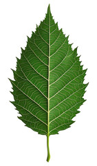 Fototapeta premium Green leaf illustration with serrated edges, transparent background