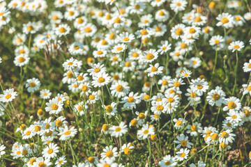 Fototapeta premium Beautiful white chamomile flowers growing in a field