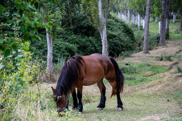 horse grazing in a forest, Artajona (Artaxoa) Merindad de Olite, Foral Community of Navarre, Spain