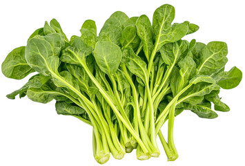 Fresh spinach leaves with stems on a transparent background.