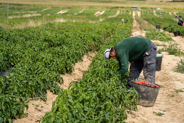 farmer harvesting piquillo peppers on a plantation, Mendigorria, Foral Community of Navarre, Spain