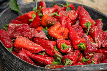 harvesting piquillo peppers on a plantation, Mendigorria, Foral Community of Navarre, Spain
