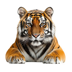 Fototapeta premium Majestic tiger resting with intense gaze