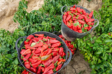 harvesting piquillo peppers on a plantation, Mendigorria, Foral Community of Navarre, Spain