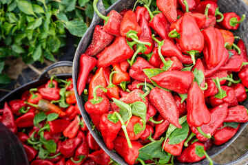 harvesting piquillo peppers on a plantation, Mendigorria, Foral Community of Navarre, Spain