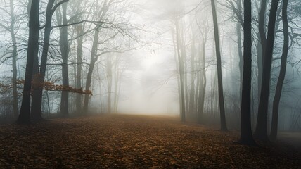 Naklejka premium fog in the forest