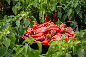 harvesting piquillo peppers on a plantation, Mendigorria, Foral Community of Navarre, Spain