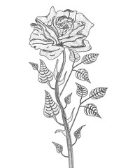 illustration of a rose on a white background