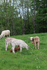 Countryside Pasture With Cows and Calf