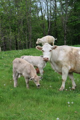 Obraz premium Countryside Pasture With Cows and Calf